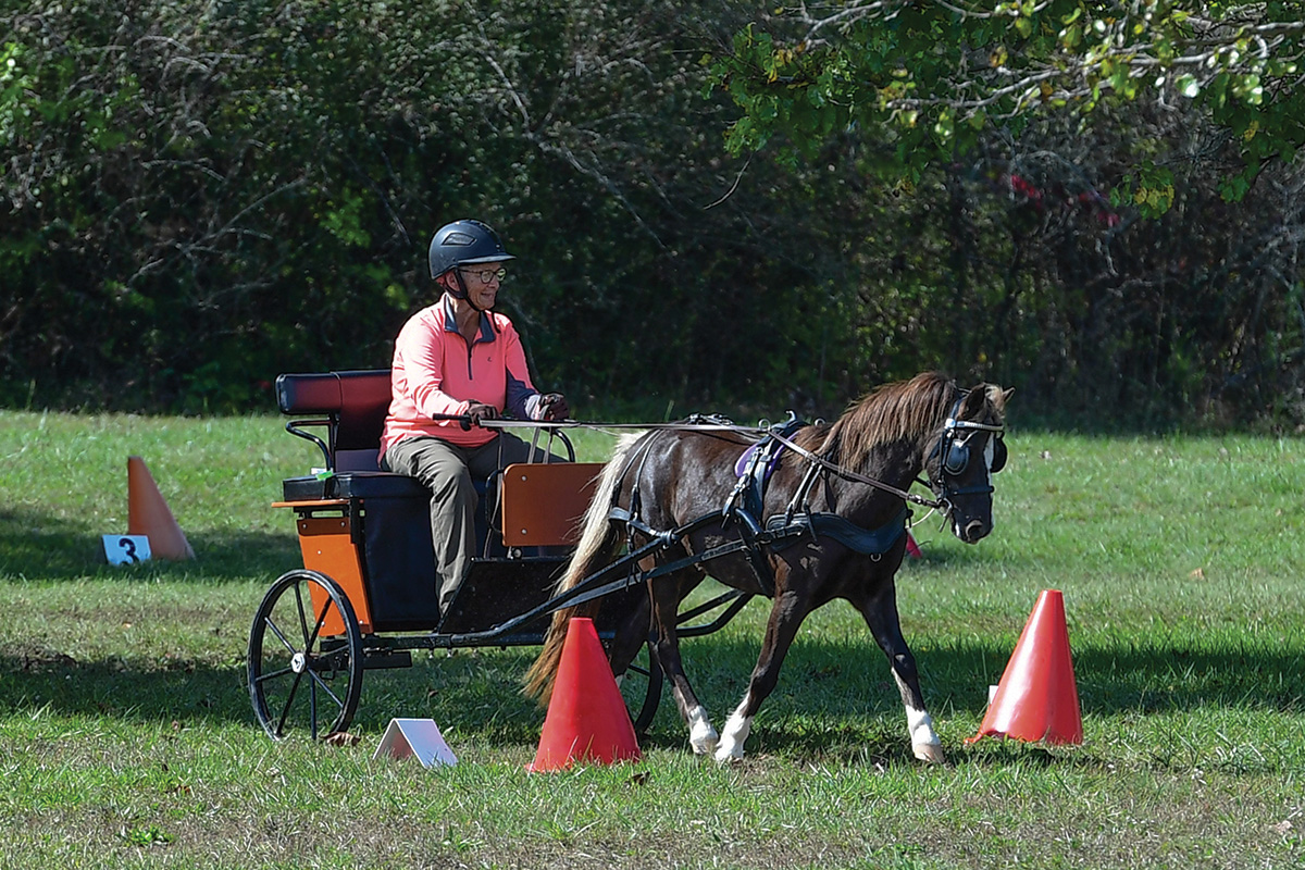 A pony pulls a carriage through cones