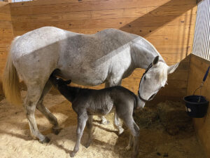 How the Nurse Mare Industry is Changing for the Better