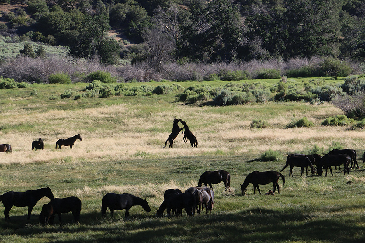 Feral equines fighting