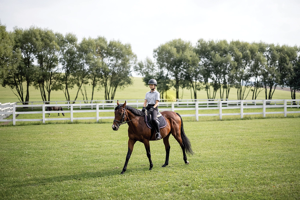An equestrian training an OTTB through its transition period.