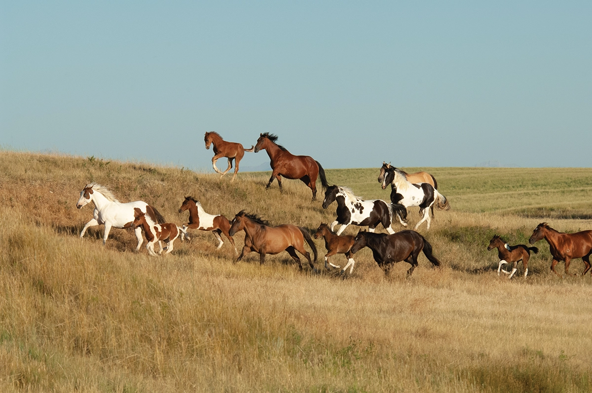 A herd of Paint Horses galloping.