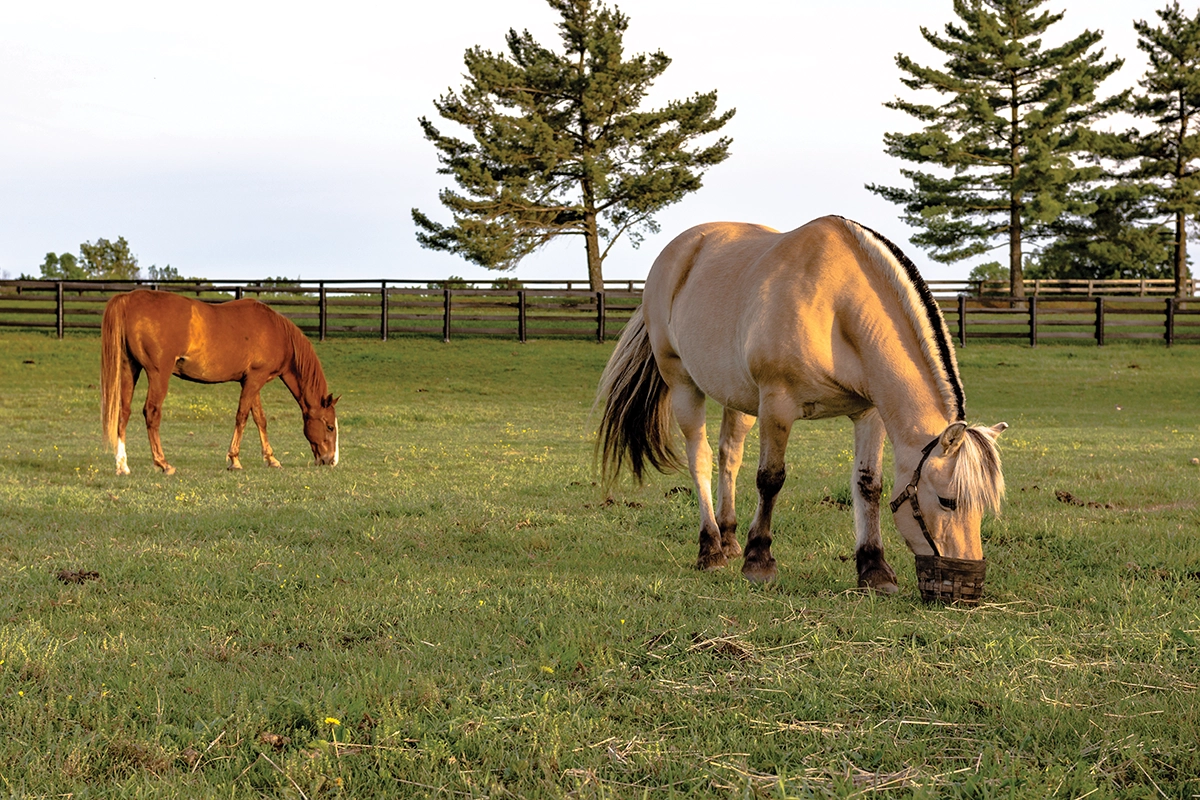 A Norwegian Fjord grazing with a muzzle on.