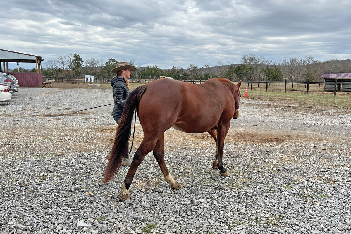 A trainer circling a horse