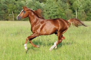 Arabian horse