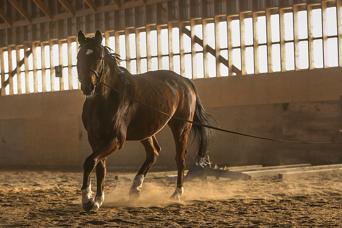 airborne allergens for horses