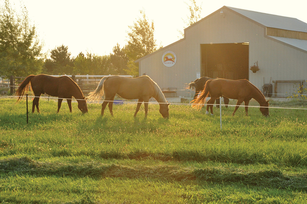 Horses grazing on a spring pasture at sunset