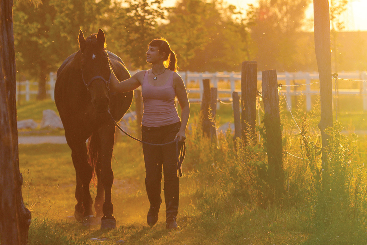 Hand-walking a horse.