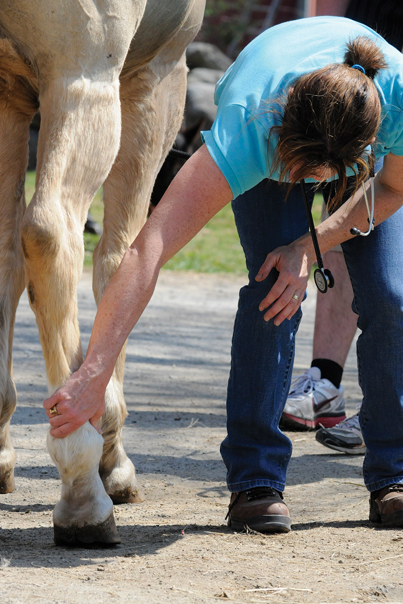 A vet feeling for inflammation