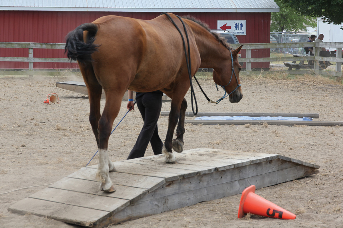 A horse being trained over obstacles, which can contribute to the horse being prepared for wildlife safety while trail riding
