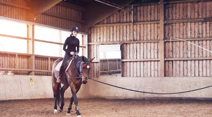A longe-lide riding lesson, which can improve under-saddle communication and nerves.