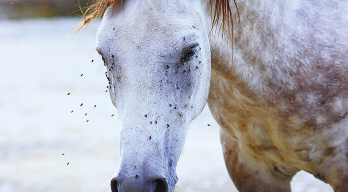 Flies all over a dappled gray's face.