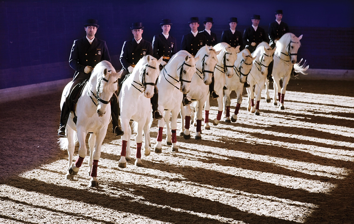 The famous Lipizzaners performing.