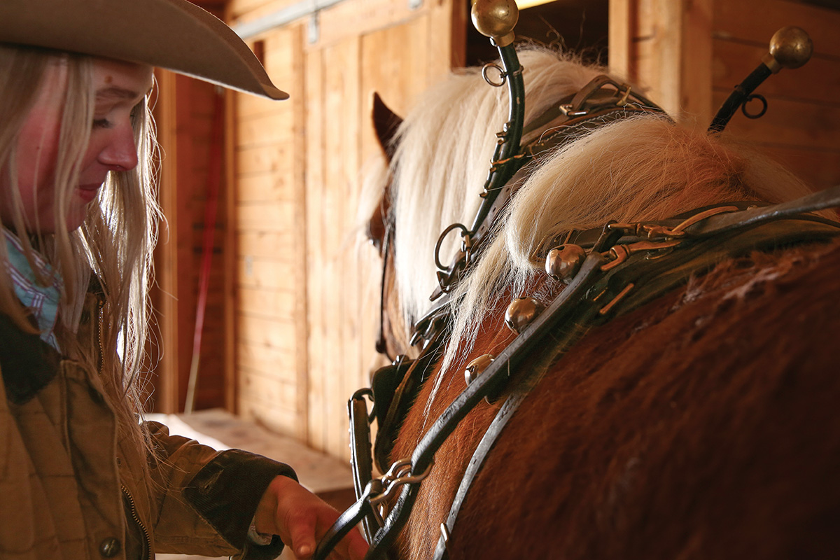 River Hofman attends to harnessing Georgie.