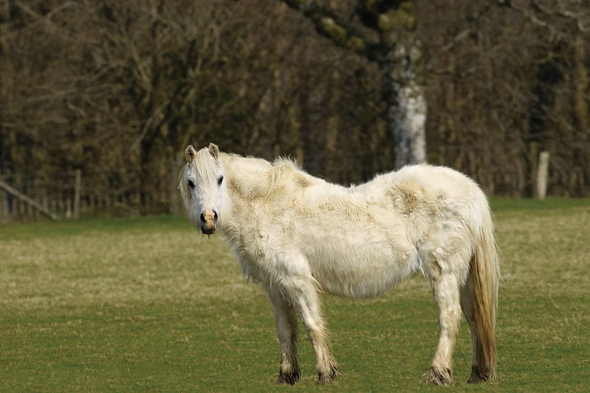 A horse with PPID, which can necessitate the decision that it's time to retire a horse.