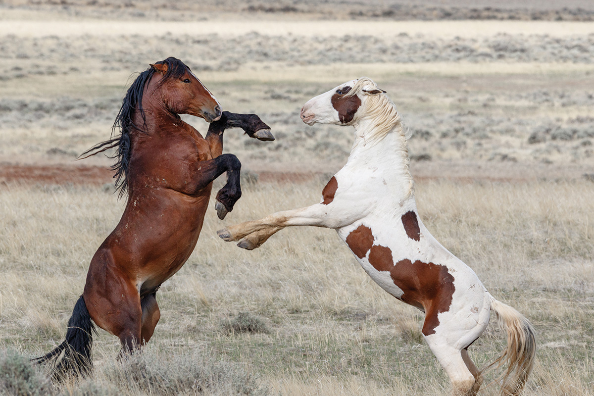 Fighting wild horses