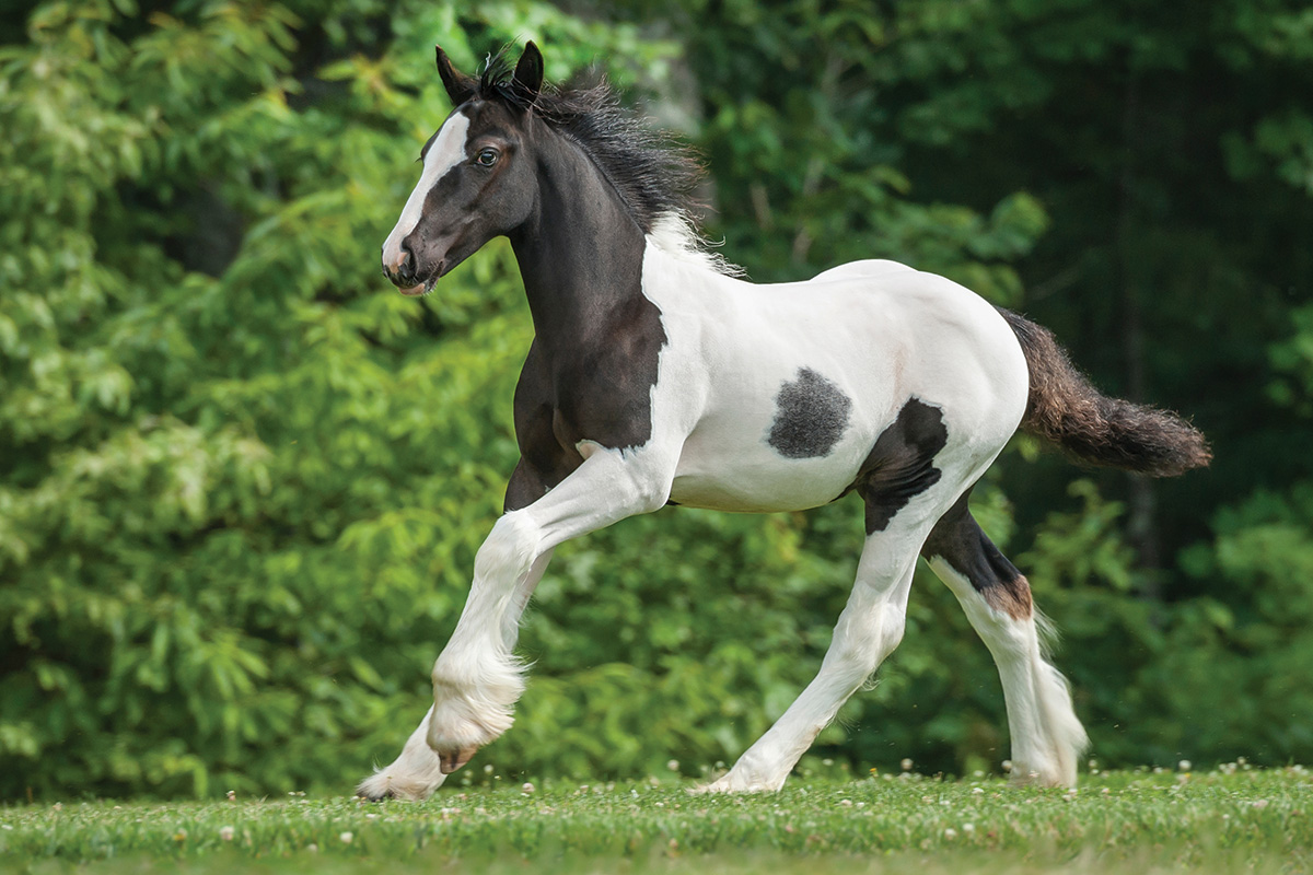 A young Friesian horse galloping