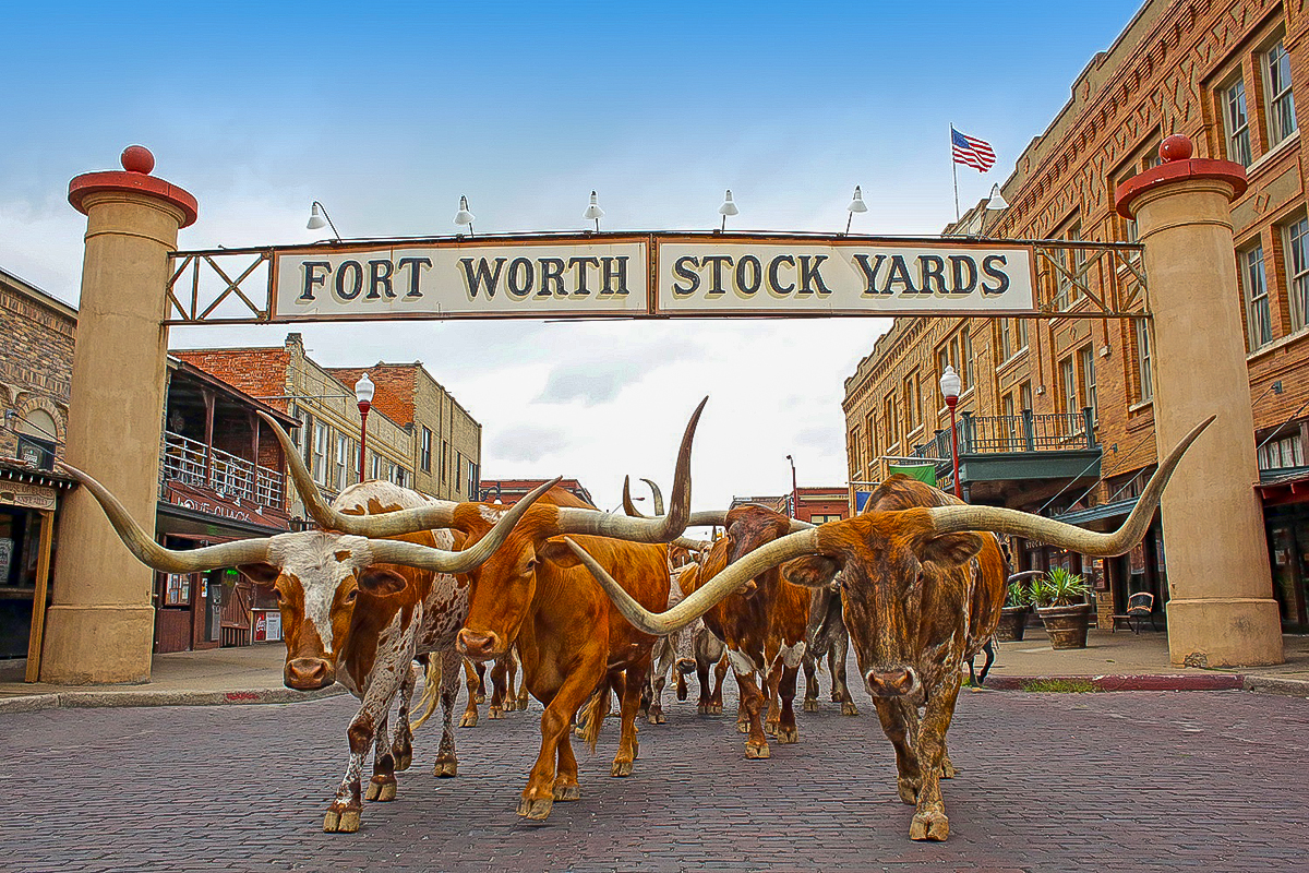 A cattle drive in the Historic Stockyards District.