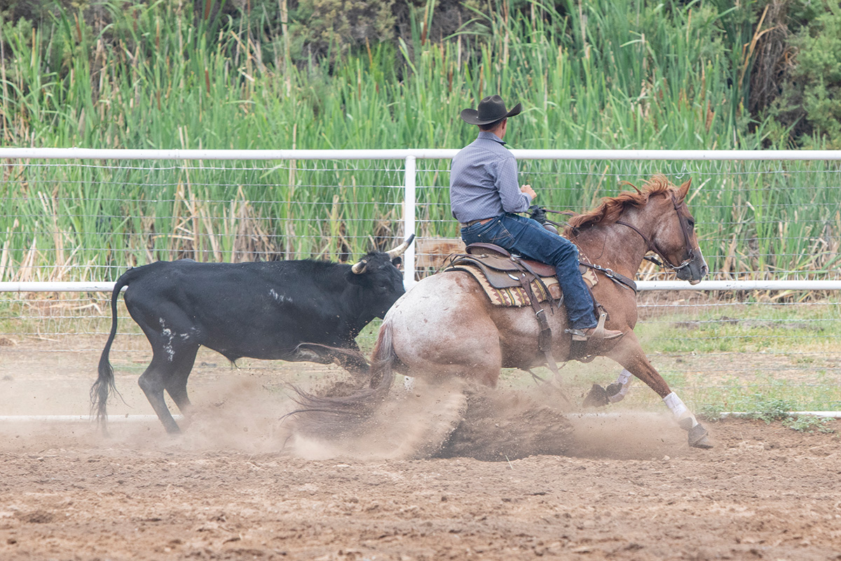 A cow horse stops