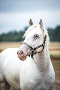 A few-spot Appaloosa horse