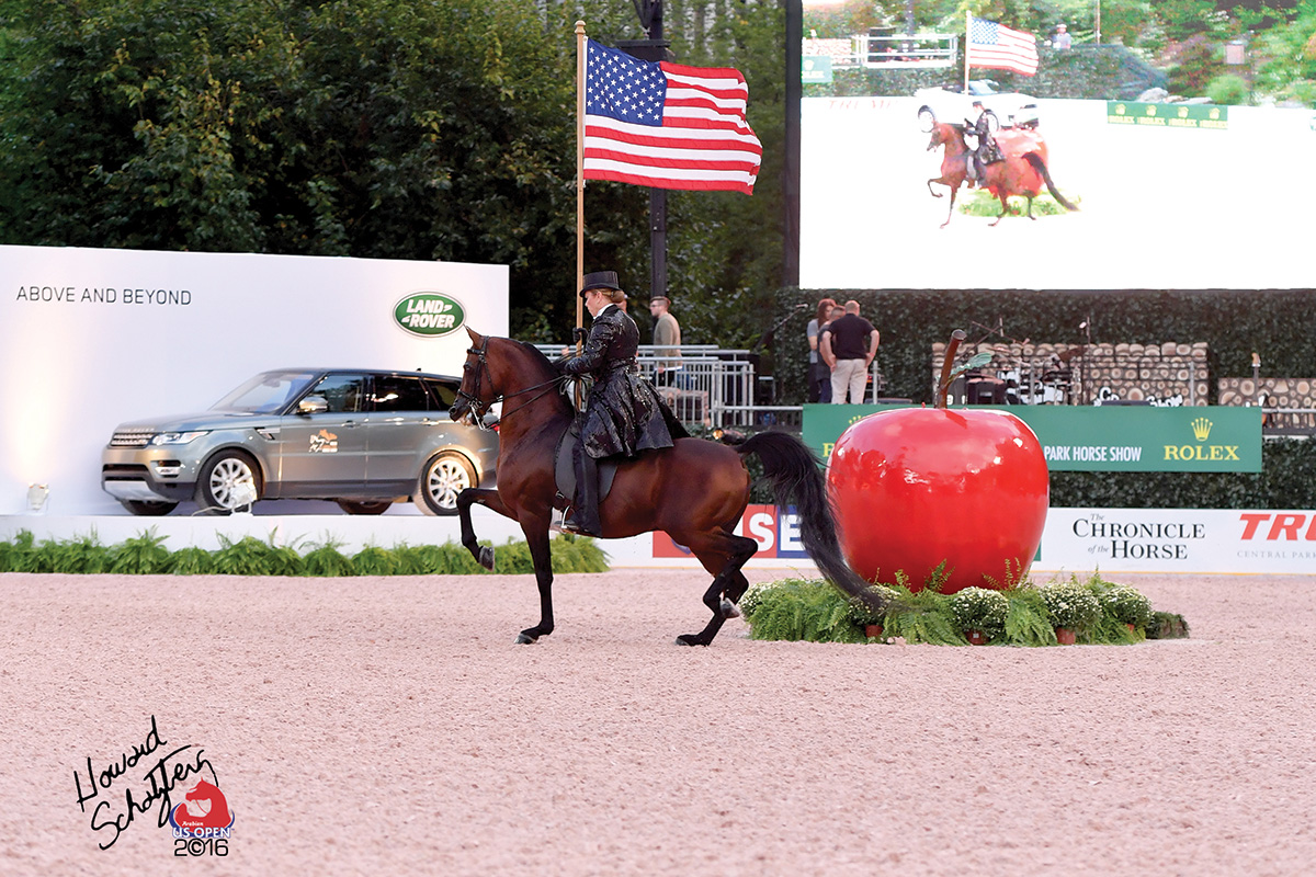 An Arabian horse on display during an event in Central Park