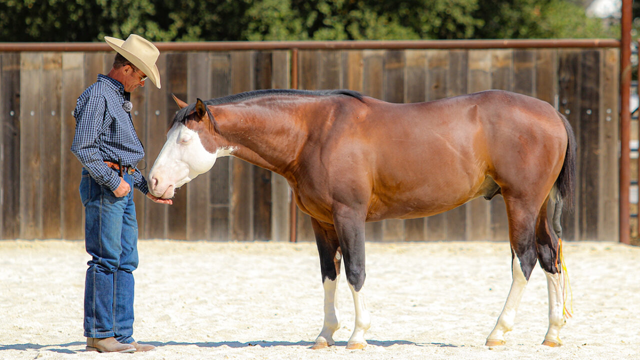 Desensitizing Horses with Warwick Schiller - Horse Illustrated