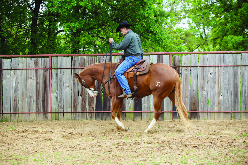 ranch riding downward transitions