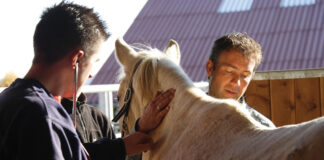 A veterinarian drawing blood from a horse. Only an attending veterinarian or state or federal official can report diseases to the Equine Disease Communication Center.
