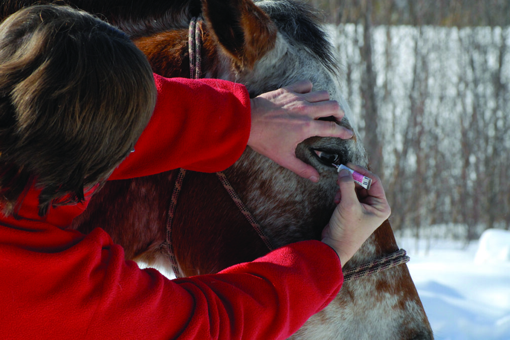 equine eye ulcer