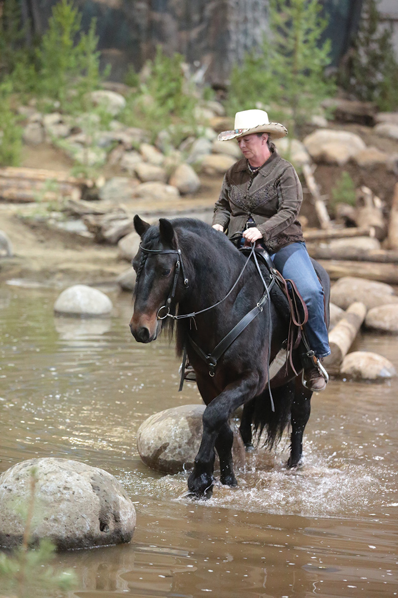 A Fell Pony being trail ridden through water