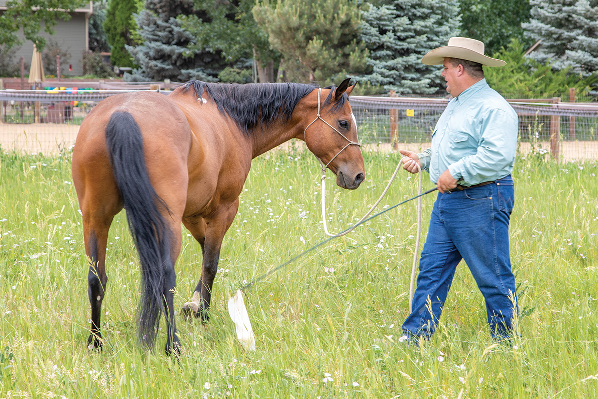 A man gets a horse to turn while practicing groundwork