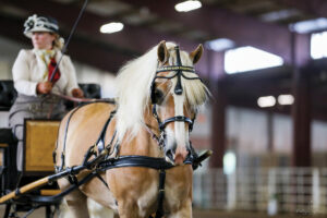 Breed Portrait: Haflinger