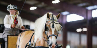 A Haflinger in a driving competition.