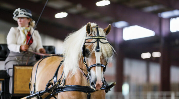 A Haflinger in a driving competition.