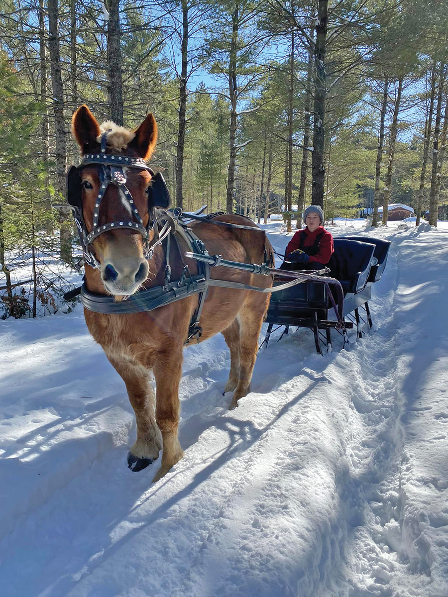 Randy driving one of the Haven Pines sleighs.