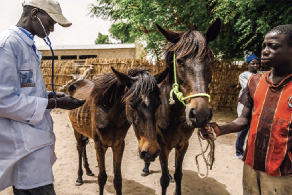 welfare for working horses