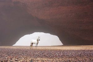 white horse in the desert