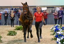 Vaulting & Dressage Horses Strut Their Stuff in FEI World Cup Inspections Ingrid Klimke jogging Franziskus FRH at the FEI World Cup dressage inspection