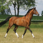 A bay Dutch Warmblood (KWPN) stallion trots across a field