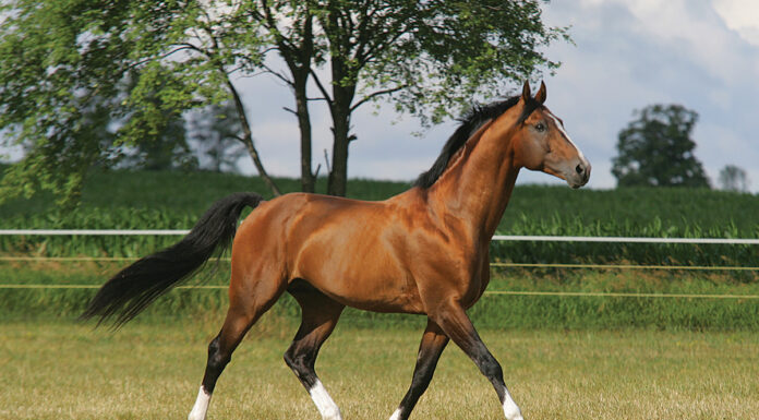 A bay Dutch Warmblood (KWPN) stallion trots across a field