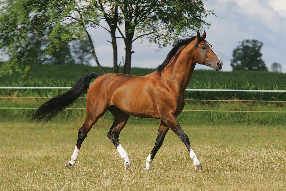 A bay Dutch Warmblood (KWPN) stallion trots across a field