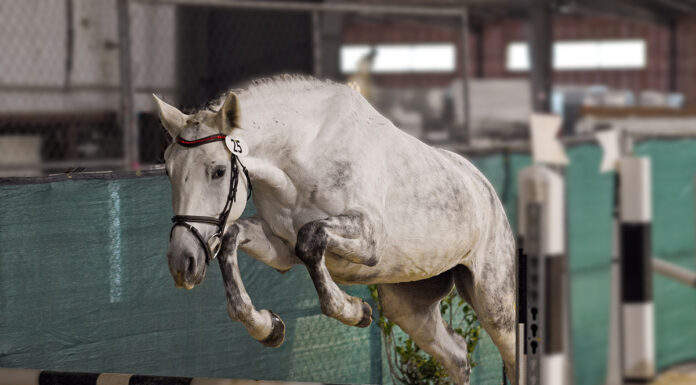 A gray horse jumping