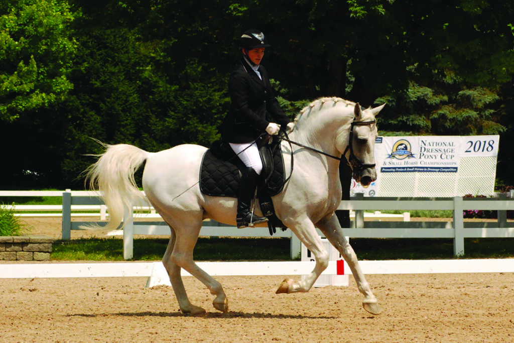 lipizzan horse