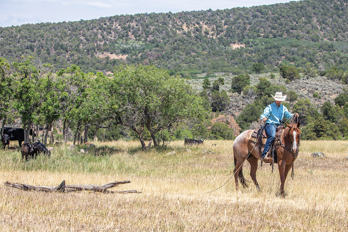 A trainer teaches a horse to drag a log and eases him into it with a three-quarters angle.