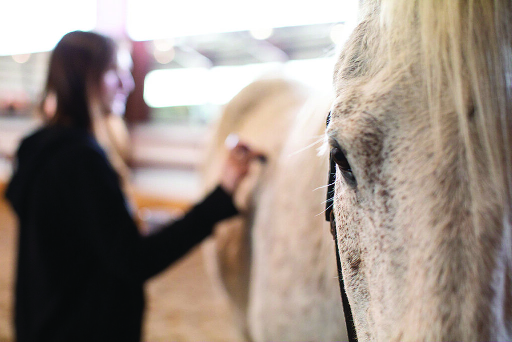 equine-assisted therapy