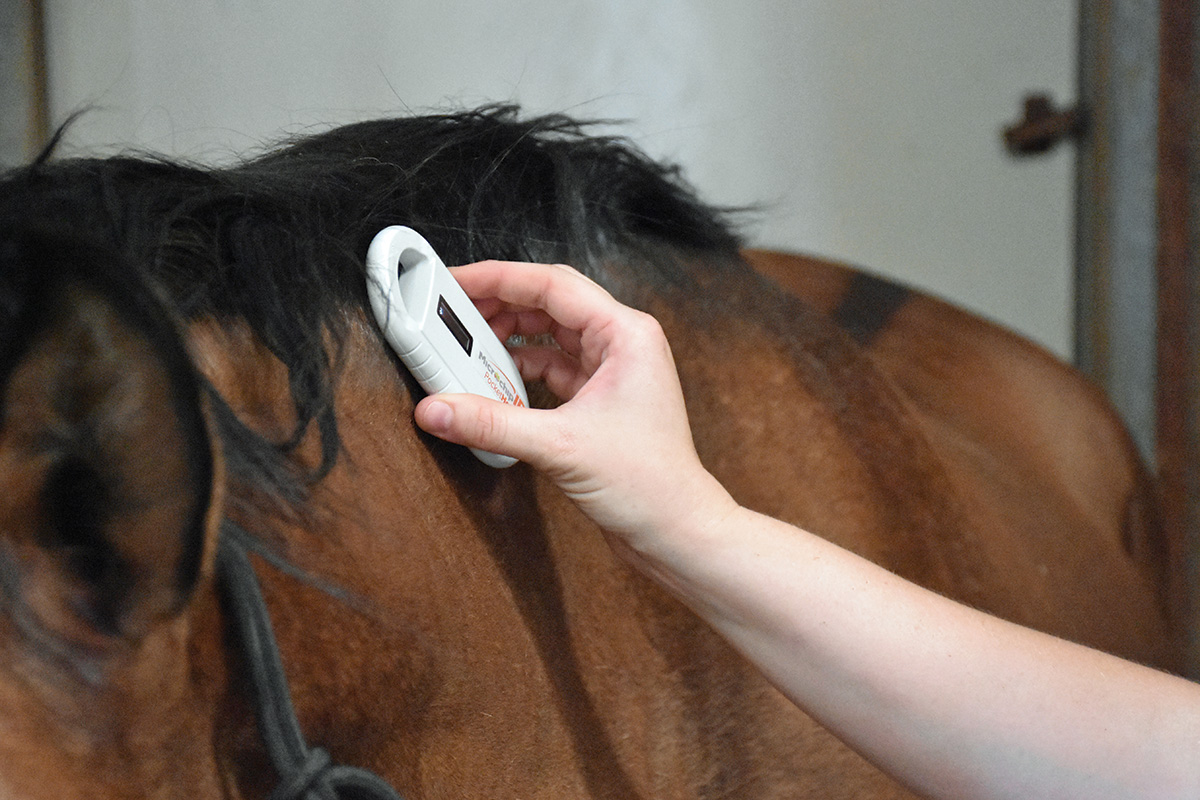 Using a scanner on the animal's neck