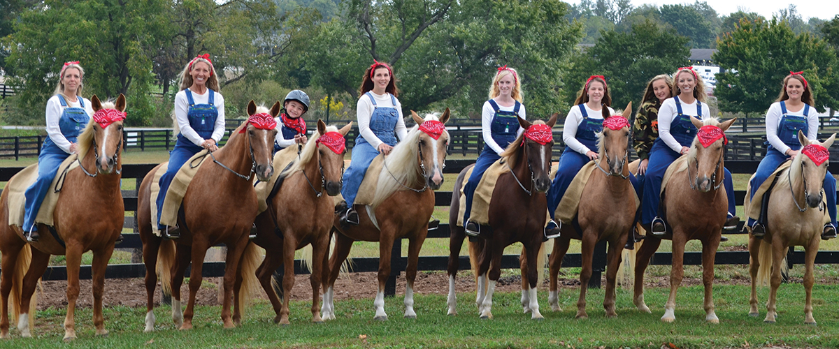 gaited Mountain Pleasure Horse