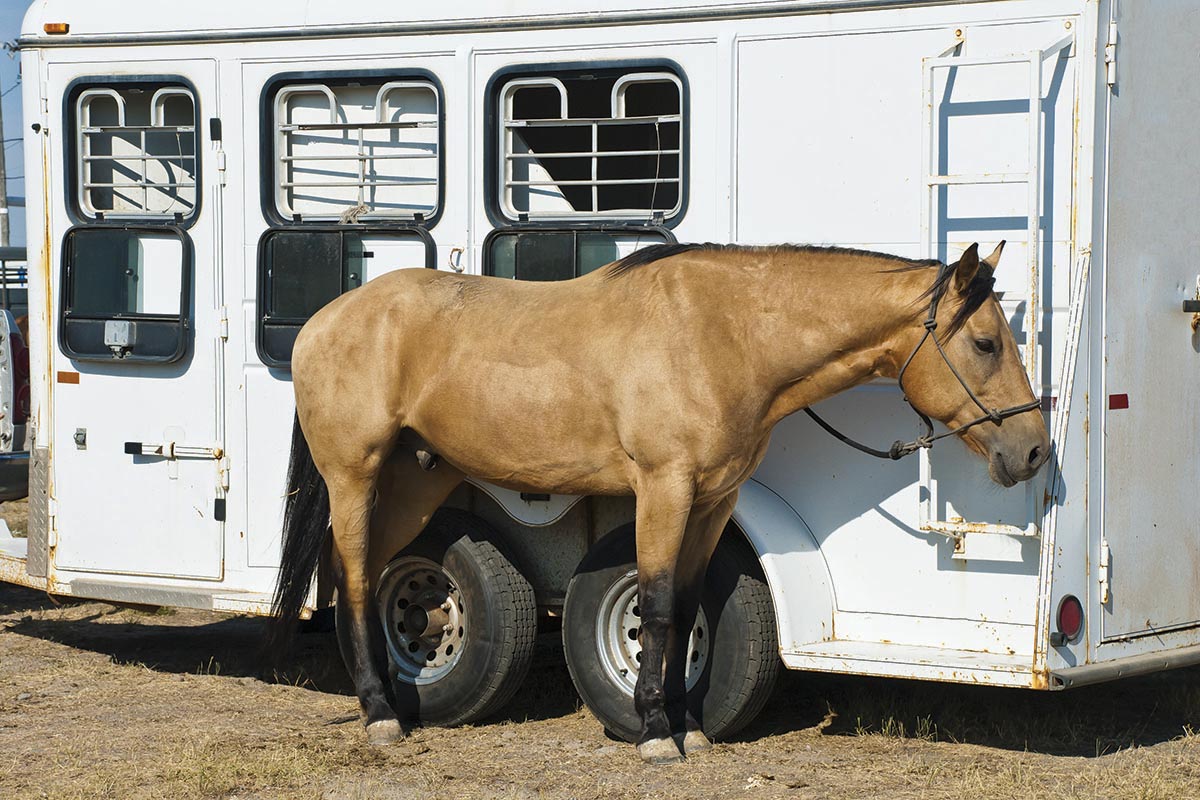 A horse tied to a trailer