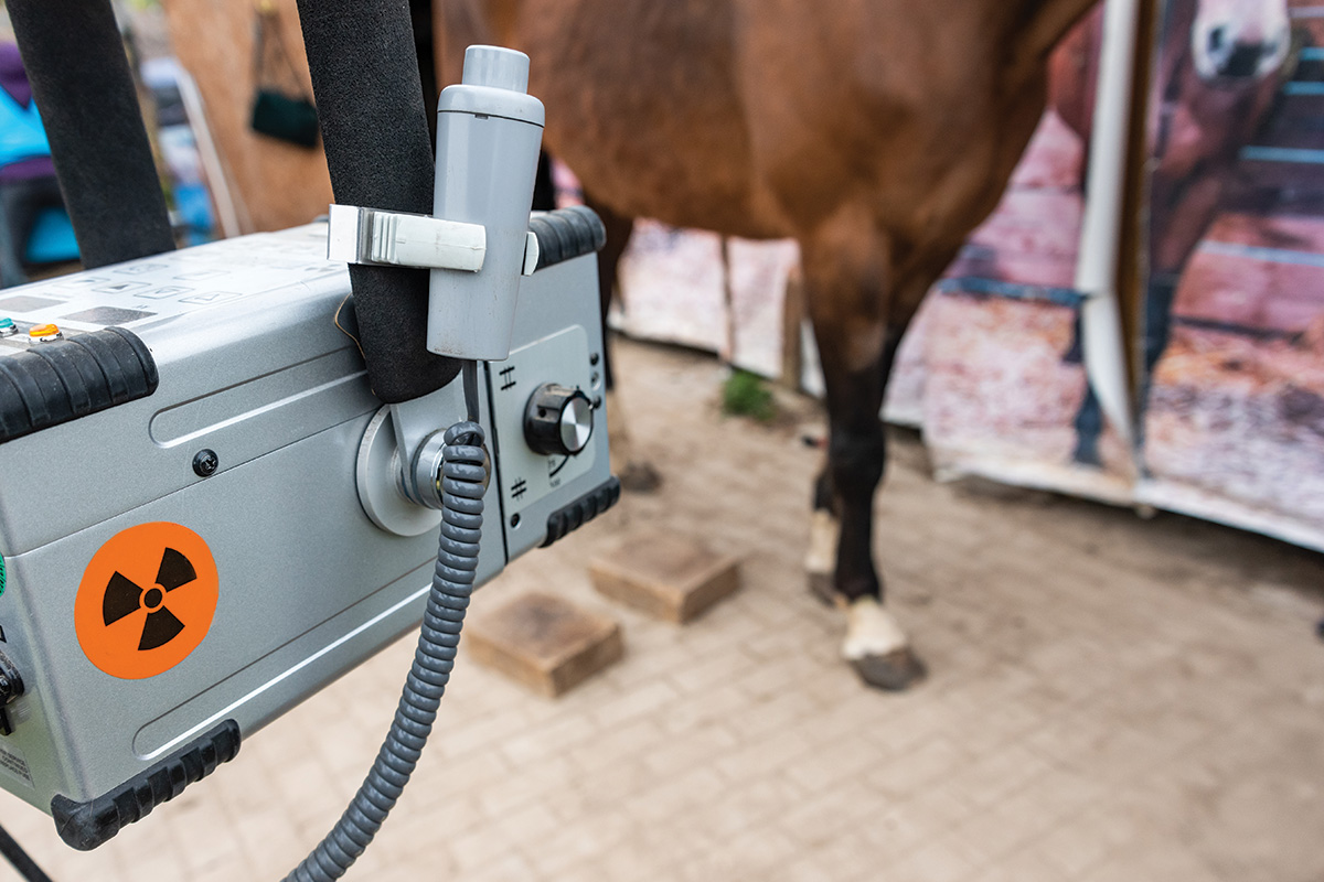 Radiograph of horse to identify arthritis