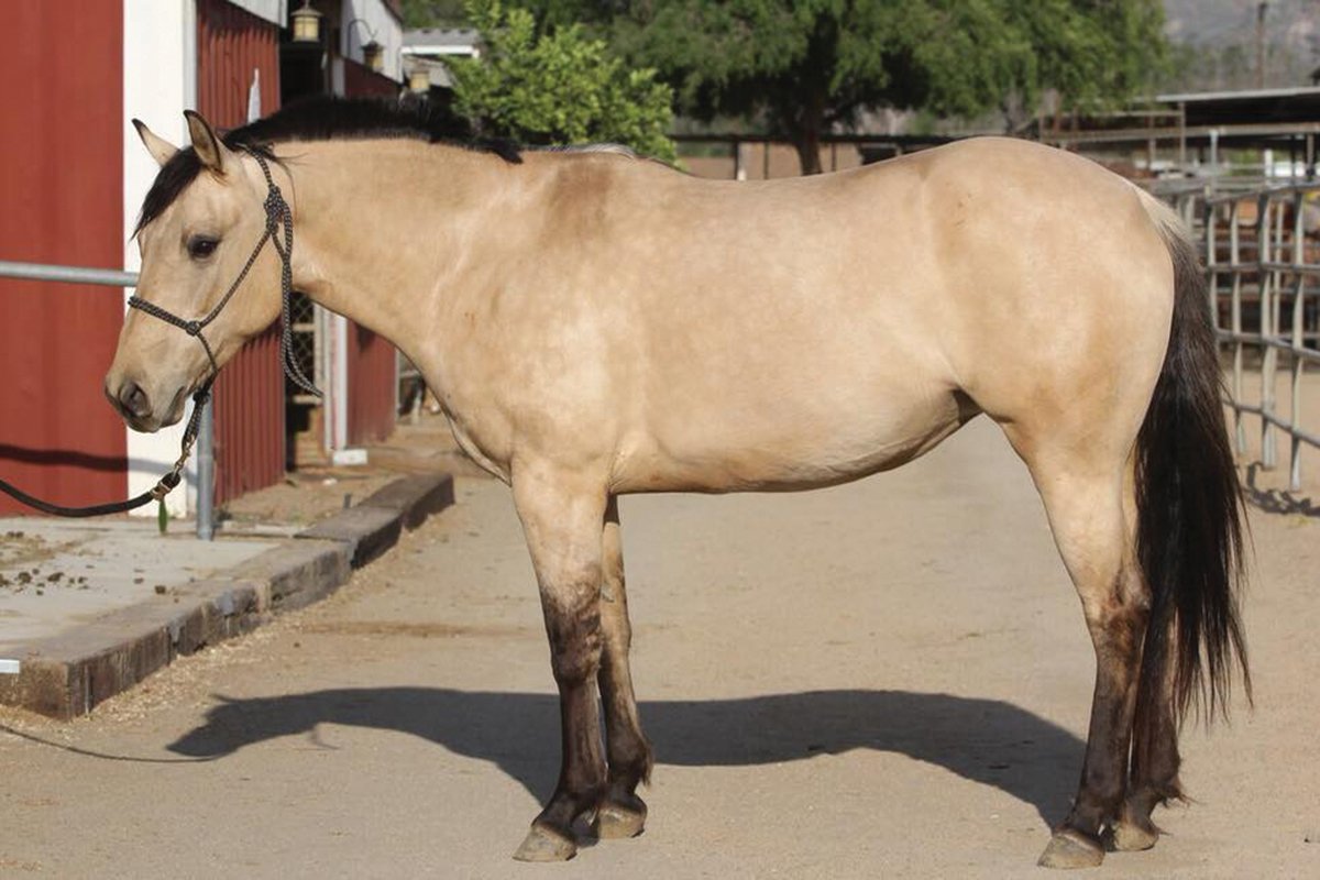 horses in need