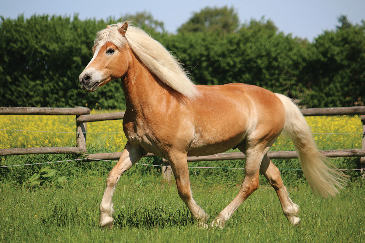 A Haflinger trotting in a field.